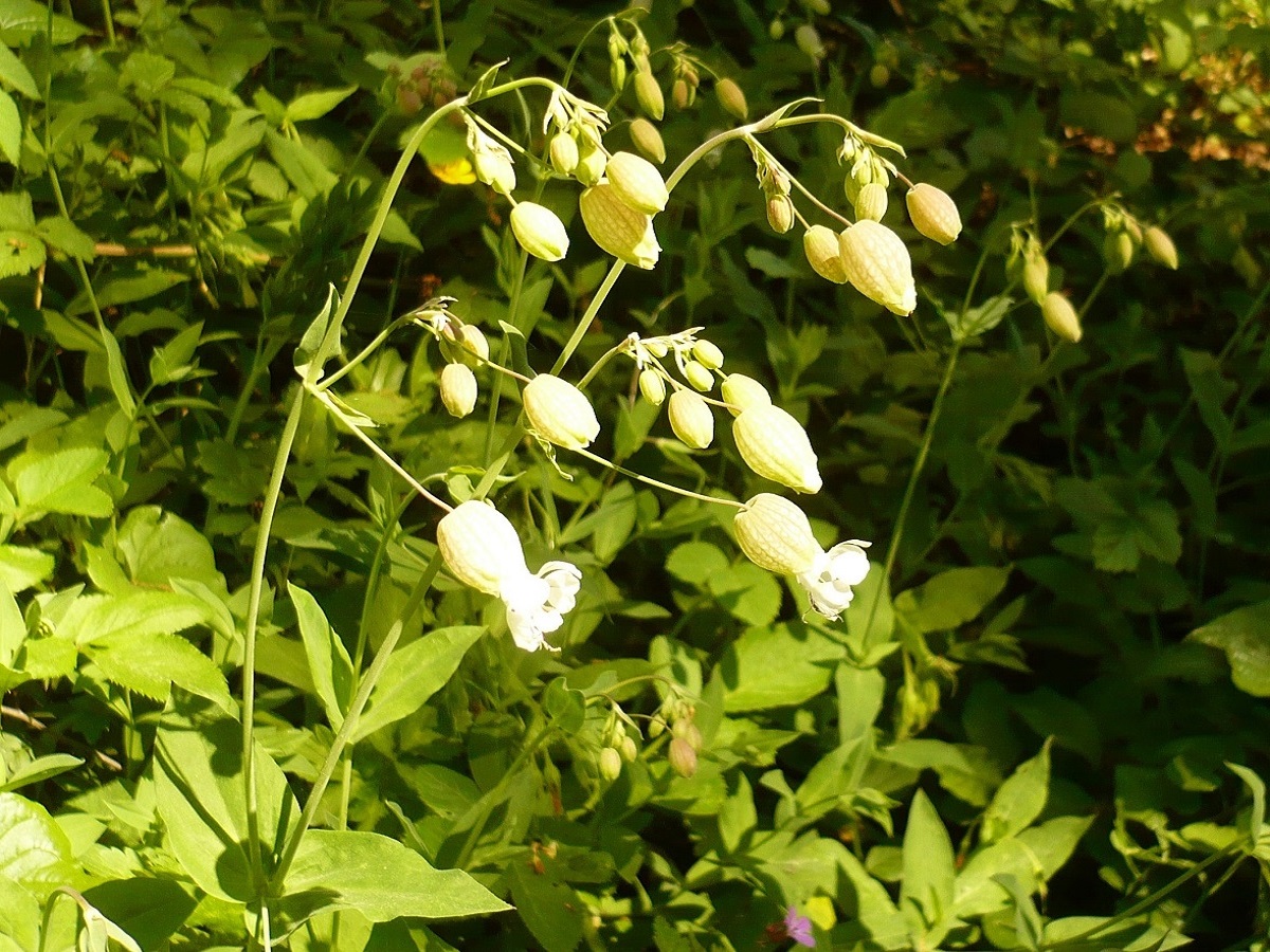 Silene vulgaris subsp. commutata (Caryophyllaceae)